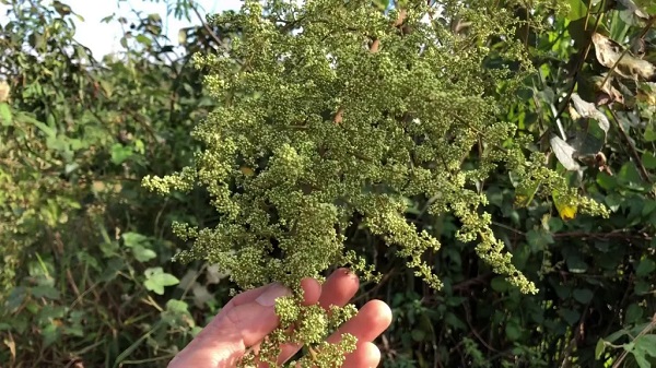 cây muối cây muối