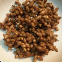 Kê Đầu Ngựa loại 1 – Hỗ trợ đau nhức, khớp, bổ thận, tráng dương