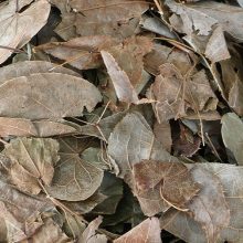 Lá Dâm Dương Hoắc loại 1 – Tăng cường sinh lý nam, bổ thận tráng dương, giảm đau nhức xương khớp