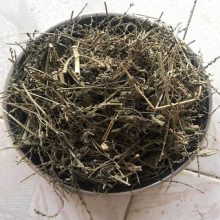 Râu Mèo loại 1, đặc biệt – Lợi tiểu, hỗ trợ sỏi thận, viêm tiết niệu, hạ huyết áp, giảm phù nề