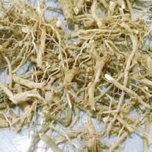 Rễ Cà Gai Leo – Hỗ trợ giải độc gan, điều trị viêm gan B, tăng cường chức năng gan