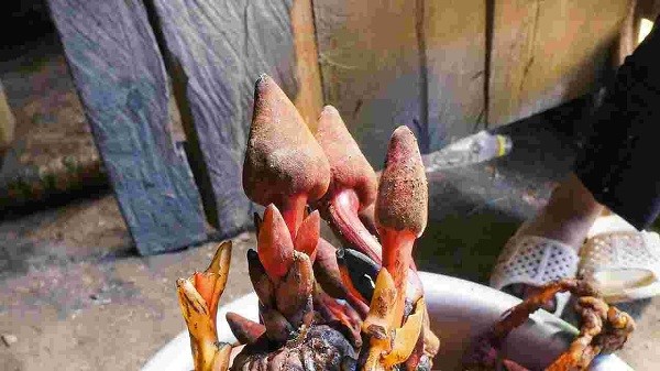 nấm ngọc cẩu nấm ngọc cẩu