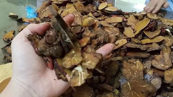 nấm ngọc cẩu nấm ngọc cẩu