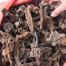 Nấm Ngọc Cẩu loại 1, đặc biệt – Bổ thận tráng dương, yếu sinh lý, tăng cường sinh lý nam