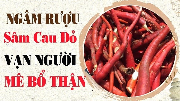sâm cau đỏ sâm cau đỏ