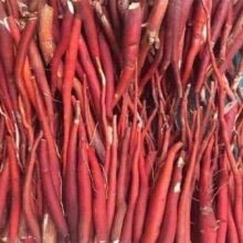 Sâm Cau Đỏ loại 1, đặc biệt – Tăng cường sinh lý, bổ thận, tráng dương