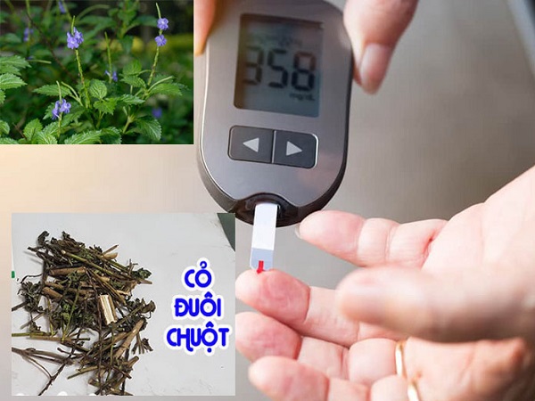 cây đuôi chuột trị bệnh gì cây đuôi chuột trị bệnh gì