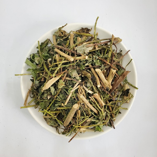 cây đuôi chuột trị bệnh gì cây đuôi chuột trị bệnh gì