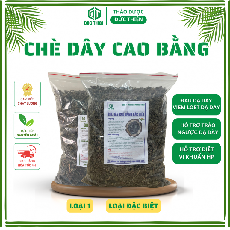 Chè dây – thảo dược chữa đau dạ dày, giải độc