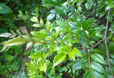 Chè Dây – 5 Lợi Ích Ngạc Nhiên Và Cách Dùng Chuẩn Theo Chuyên Gia