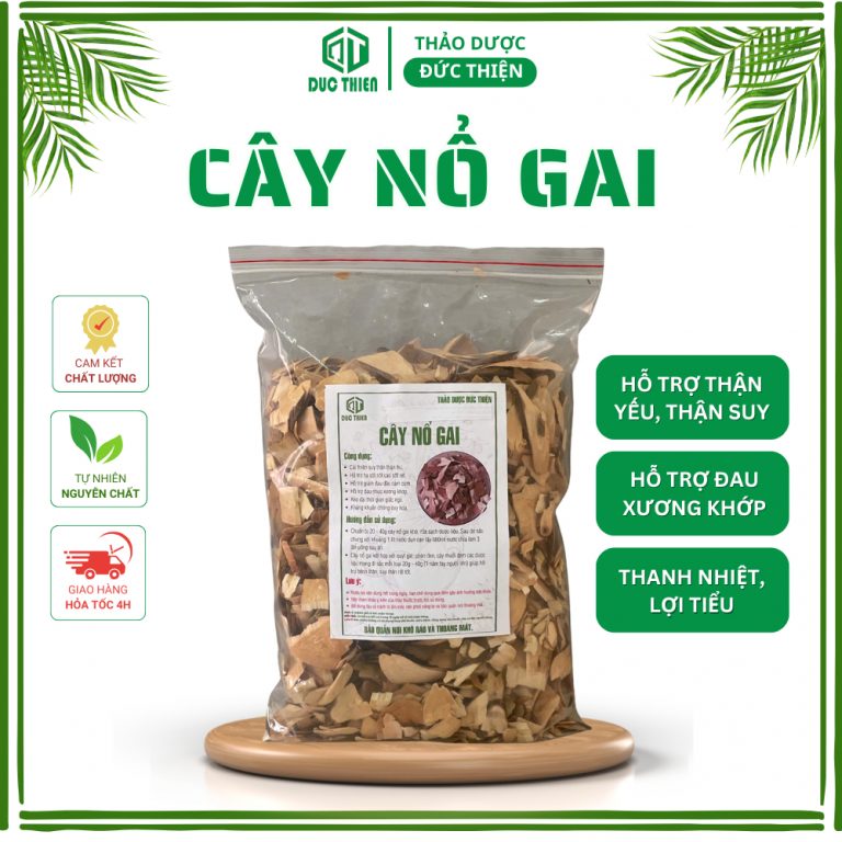 Cây nổ gai khô hỗ trợ suy thận