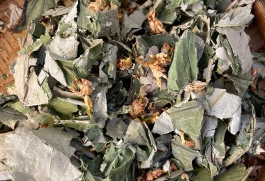 Bí Mật Từ Lá Sen & Hoa Nhài – Trà Vàng Cho Lòng Mềm Mại