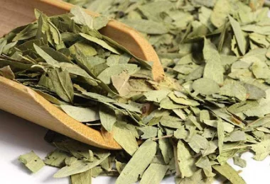 LÁ PHAN TẢ DIỆP – THẢO DƯỢC GIẢI ĐỘC, GIẢM CÂN VÀ NHUẬN TRÀNG TỪ THIÊN NHIÊN