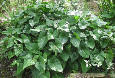 Thiên niên kiện: Thảo dược quý hỗ trợ xương khớp và tiêu hóa