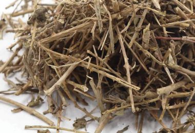 LÁ GAN KHỎE MẠNH HƠN MỖI NGÀY VỚI CÀ GAI LEO – THẢO DƯỢC ĐƯỢC NHIỀU NGƯỜI TIN DÙNG