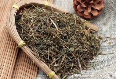 DÒI THUỐC TÍM – THẢO DƯỢC THANH NHIỆT GIẢI ĐỘC, BẢO VỆ GAN VÀ DẠ DÀY TỪ TỰ NHIÊN