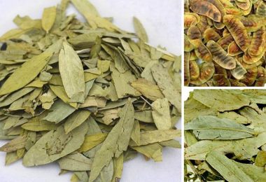 Giảm cân, nhuận tràng và giải độc: Công dụng ít ai ngờ của lá Phan Tả Diệp